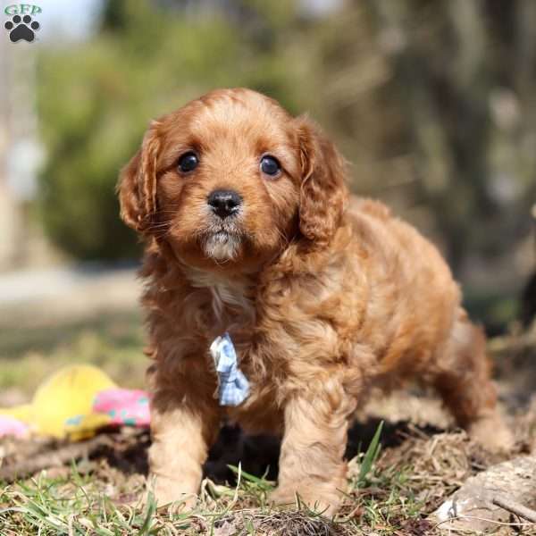 Athens, Cavapoo Puppy